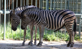 россельхознадзор фиксирует наибольшее число нарушений по содержанию животных в мини-зоопарках - фото - 1